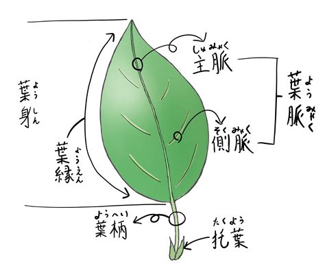 三出複葉植物|単葉と複葉